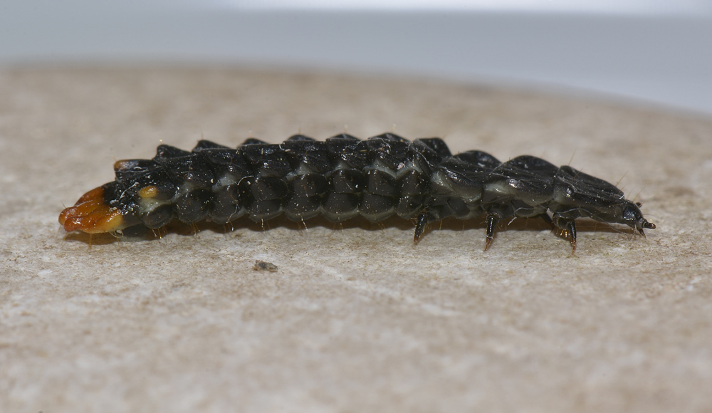 Larva di Lycidae - Lygistopterus?